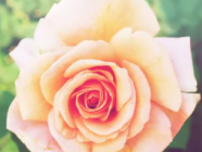 DiPonzio Funeral Home, Inc.