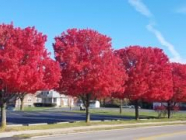 Schaffer Funeral Home