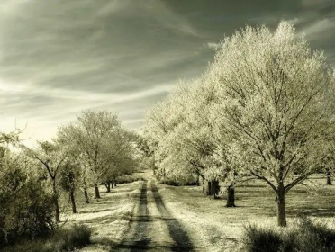 Murphy Funeral and Cremation Services
